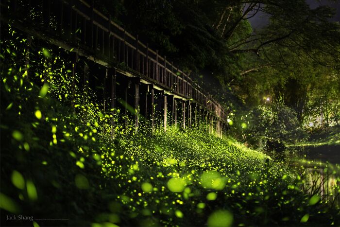 Firefly Party Under a Bridge? Yes, Please!