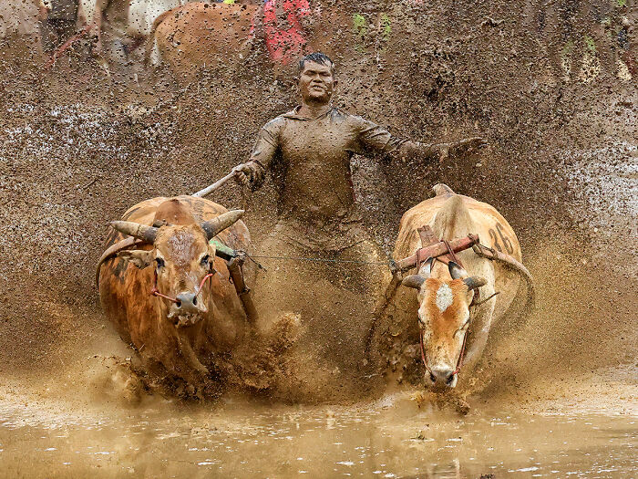 Mud Biking With Bulls: Pacu Jawi Madness