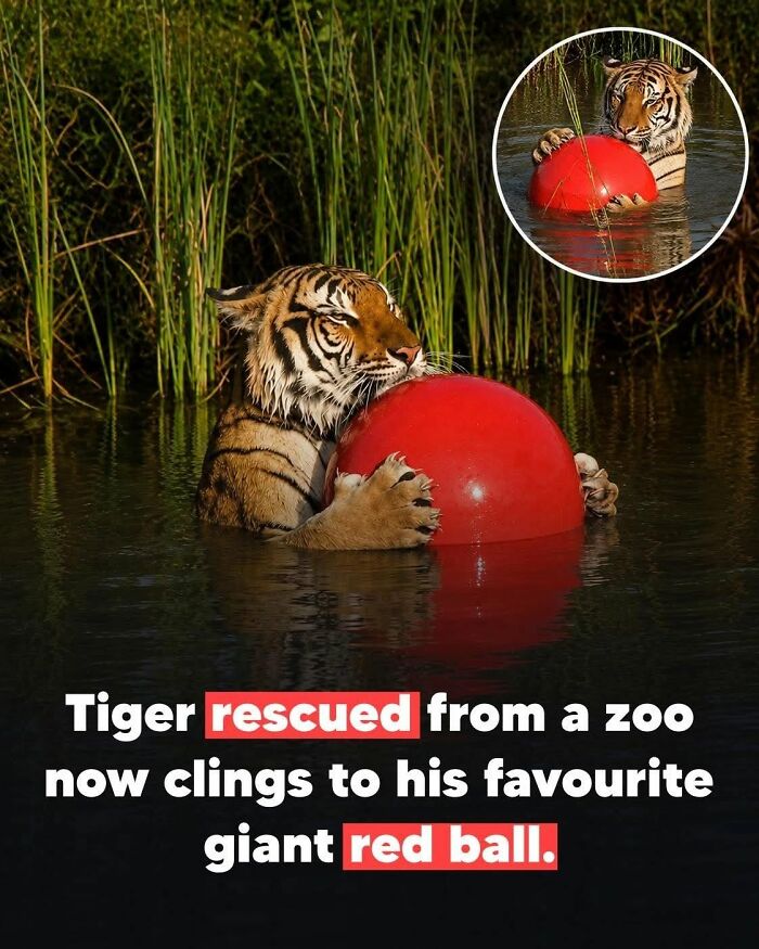 26 Animal Stories That’ll Warm Your Heart (And Maybe Make You Smile)