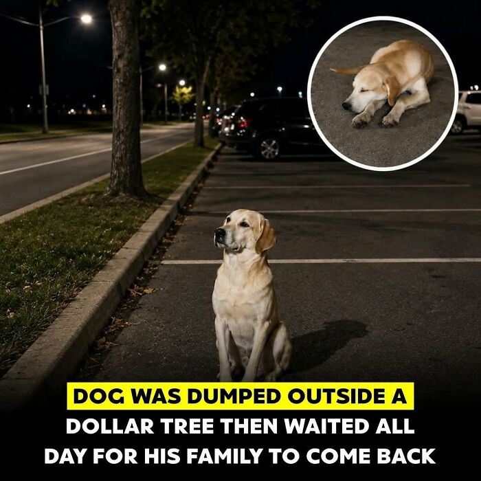 26 Animal Stories That’ll Warm Your Heart (And Maybe Make You Smile)