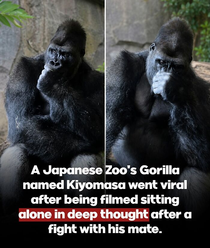 26 Animal Stories That’ll Warm Your Heart (And Maybe Make You Smile)