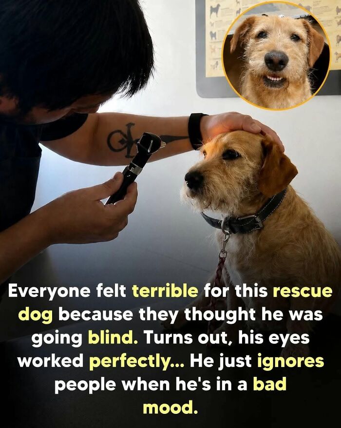 26 Animal Stories That’ll Warm Your Heart (And Maybe Make You Smile)