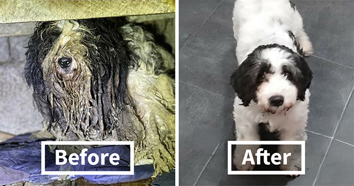 25 Mind-Blowing Dog Rescue Glow-Ups That Prove Love Is Magic