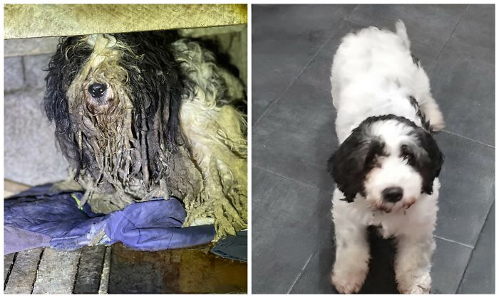 25 Mind-Blowing Dog Rescue Glow-Ups That Prove Love Is Magic