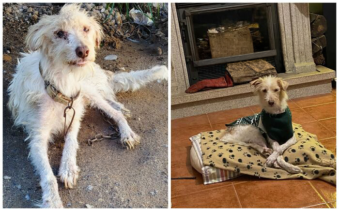 25 Mind-Blowing Dog Rescue Glow-Ups That Prove Love Is Magic