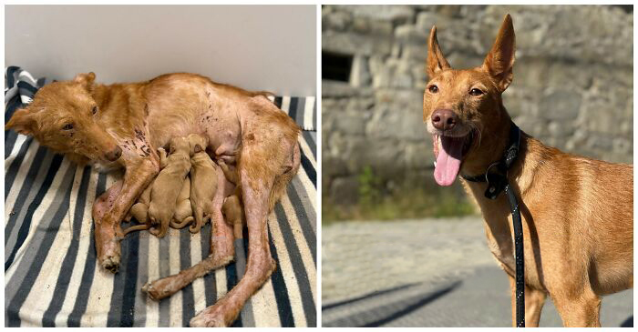 25 Mind-Blowing Dog Rescue Glow-Ups That Prove Love Is Magic