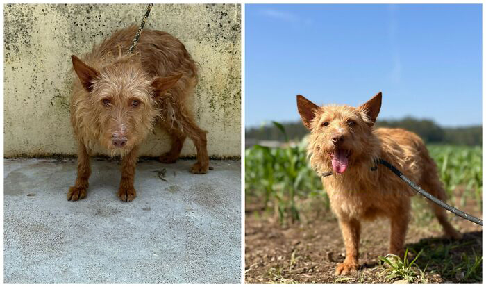 25 Mind-Blowing Dog Rescue Glow-Ups That Prove Love Is Magic
