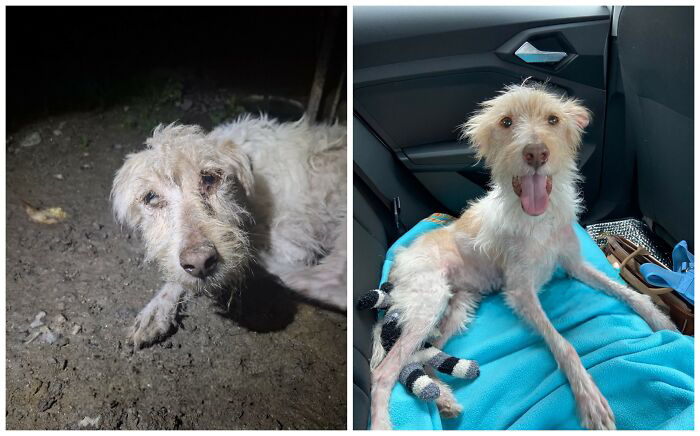 25 Mind-Blowing Dog Rescue Glow-Ups That Prove Love Is Magic