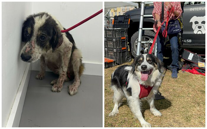 25 Mind-Blowing Dog Rescue Glow-Ups That Prove Love Is Magic