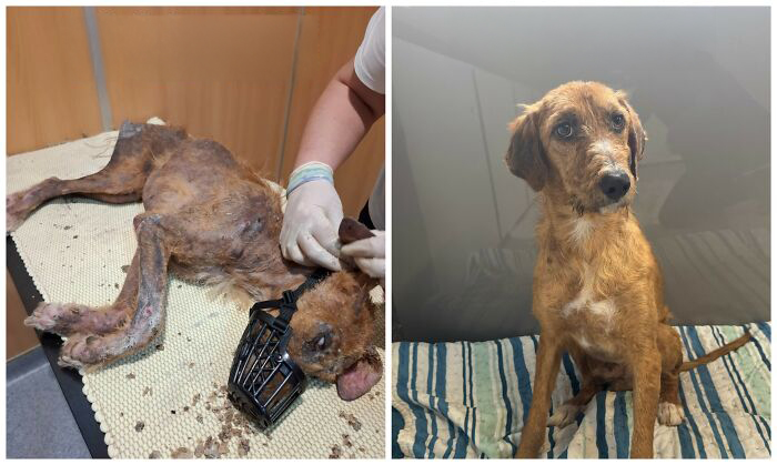25 Mind-Blowing Dog Rescue Glow-Ups That Prove Love Is Magic