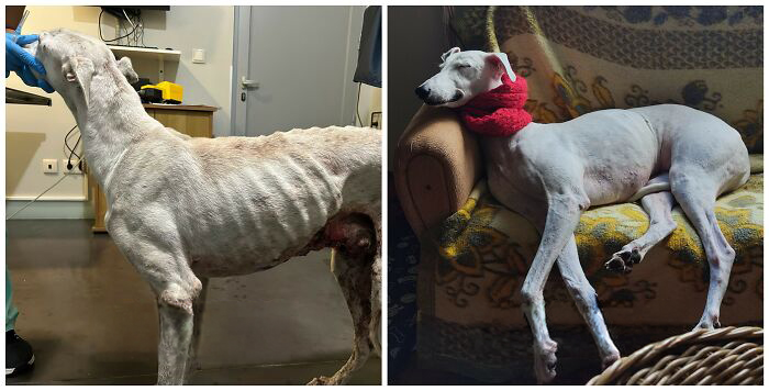 25 Mind-Blowing Dog Rescue Glow-Ups That Prove Love Is Magic