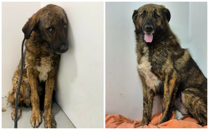 25 Mind-Blowing Dog Rescue Glow-Ups That Prove Love Is Magic