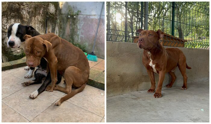 25 Mind-Blowing Dog Rescue Glow-Ups That Prove Love Is Magic