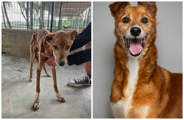 25 Mind-Blowing Dog Rescue Glow-Ups That Prove Love Is Magic