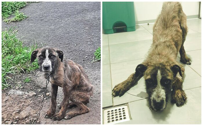 25 Mind-Blowing Dog Rescue Glow-Ups That Prove Love Is Magic