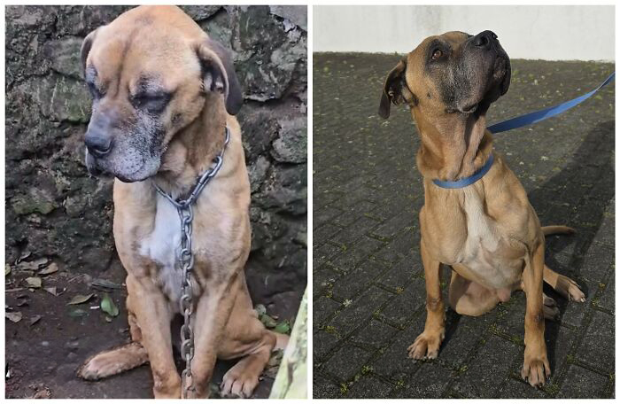 25 Mind-Blowing Dog Rescue Glow-Ups That Prove Love Is Magic
