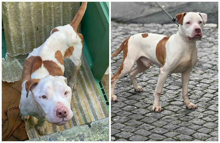 25 Mind-Blowing Dog Rescue Glow-Ups That Prove Love Is Magic