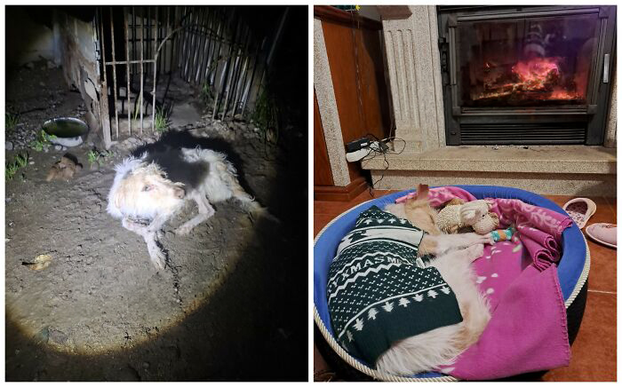 25 Mind-Blowing Dog Rescue Glow-Ups That Prove Love Is Magic