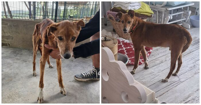 25 Mind-Blowing Dog Rescue Glow-Ups That Prove Love Is Magic