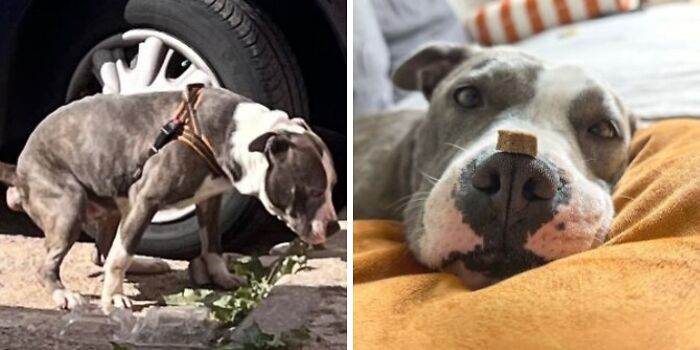 25 Mind-Blowing Dog Rescue Glow-Ups That Prove Love Is Magic