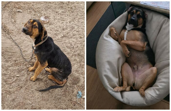 25 Mind-Blowing Dog Rescue Glow-Ups That Prove Love Is Magic