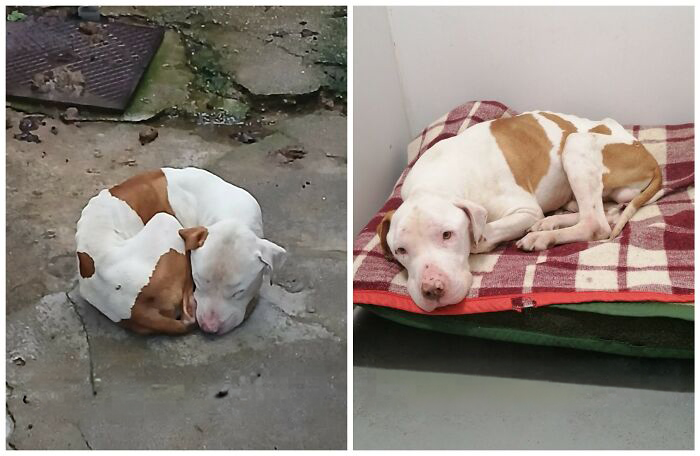 25 Mind-Blowing Dog Rescue Glow-Ups That Prove Love Is Magic