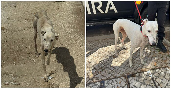 25 Mind-Blowing Dog Rescue Glow-Ups That Prove Love Is Magic