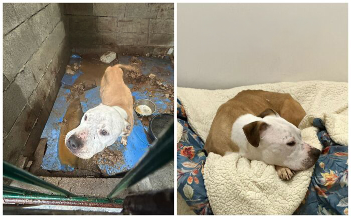 25 Mind-Blowing Dog Rescue Glow-Ups That Prove Love Is Magic