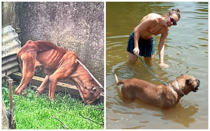 25 Mind-Blowing Dog Rescue Glow-Ups That Prove Love Is Magic