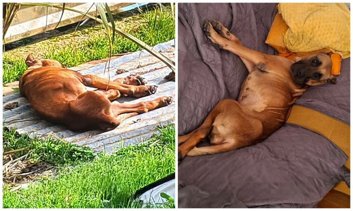 25 Mind-Blowing Dog Rescue Glow-Ups That Prove Love Is Magic