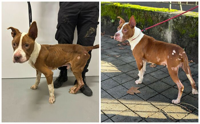 25 Mind-Blowing Dog Rescue Glow-Ups That Prove Love Is Magic