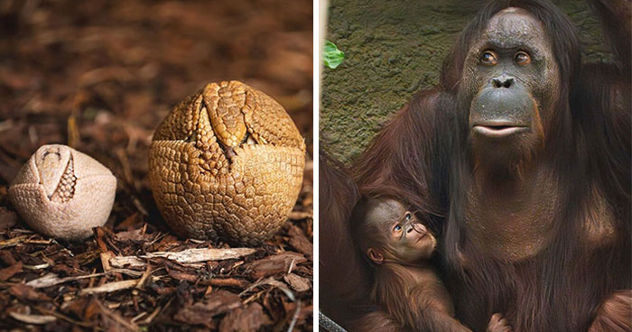 Baby Animals and Their Moms: Prepare for Maximum Cuteness Overload!