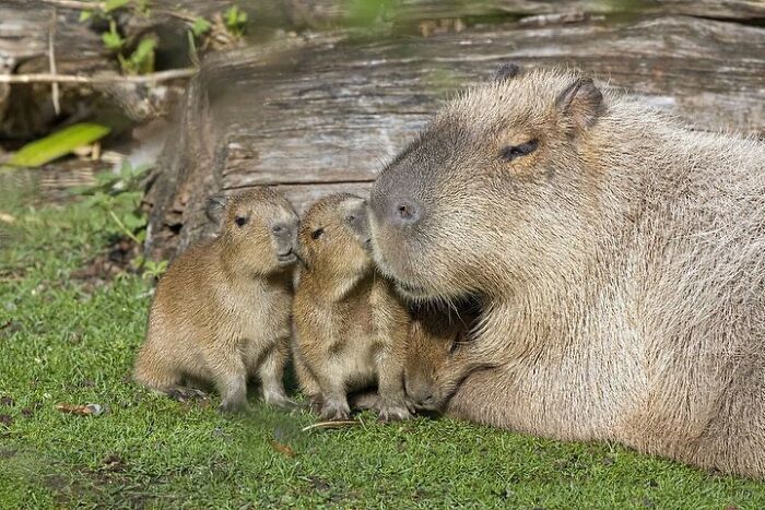 Baby Animals and Their Moms: Prepare for Maximum Cuteness Overload!