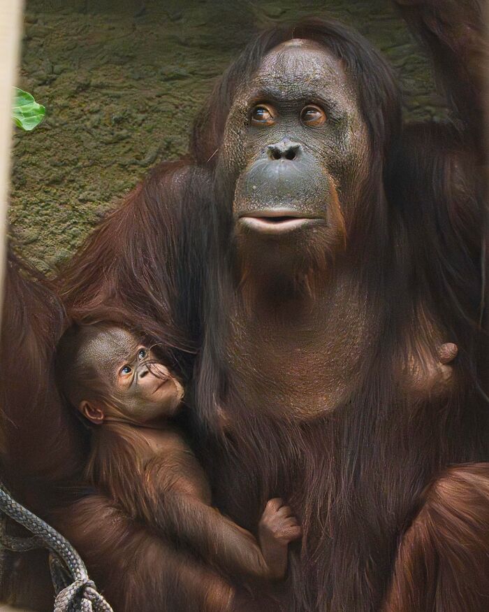 Baby Animals and Their Moms: Prepare for Maximum Cuteness Overload!