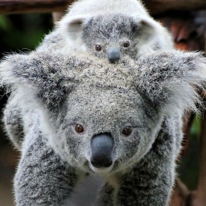 Baby Animals and Their Moms: Prepare for Maximum Cuteness Overload!