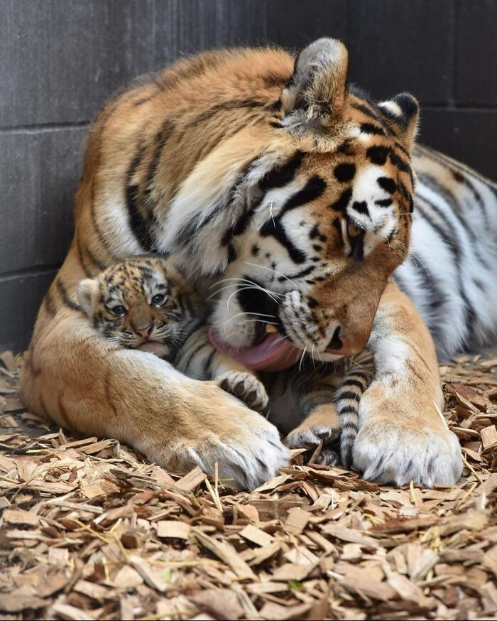 Baby Animals and Their Moms: Prepare for Maximum Cuteness Overload!