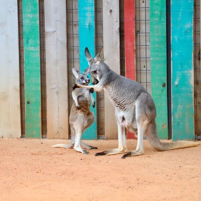 Baby Animals and Their Moms: Prepare for Maximum Cuteness Overload!