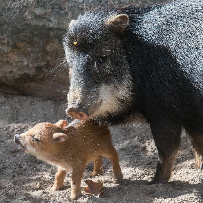 Baby Animals and Their Moms: Prepare for Maximum Cuteness Overload!