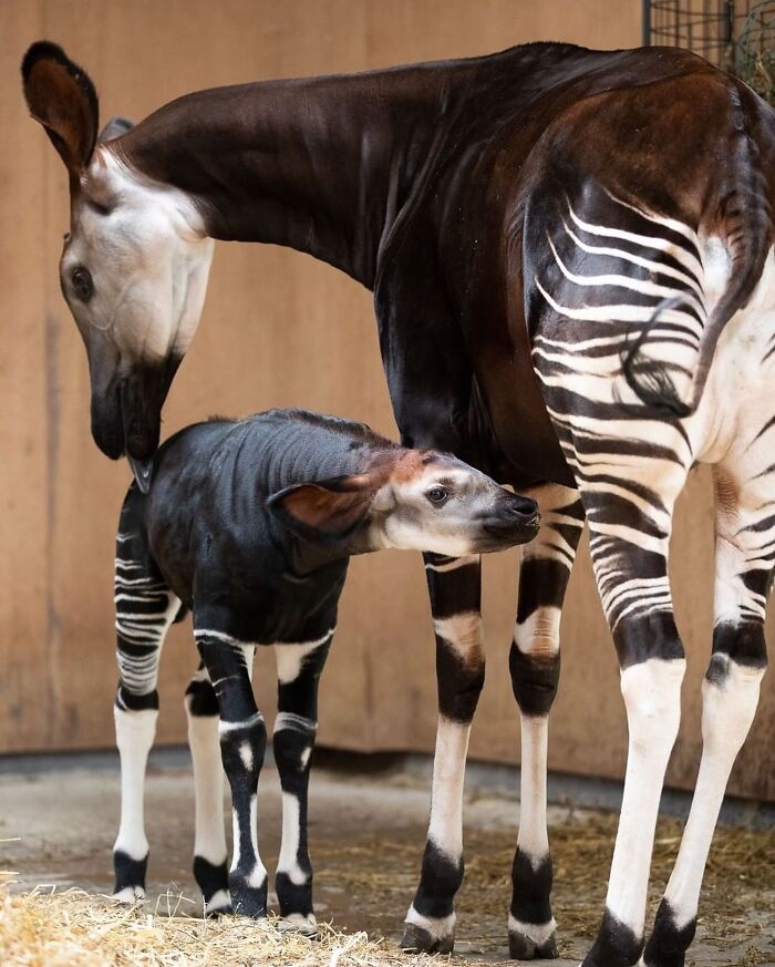 Baby Animals and Their Moms: Prepare for Maximum Cuteness Overload!