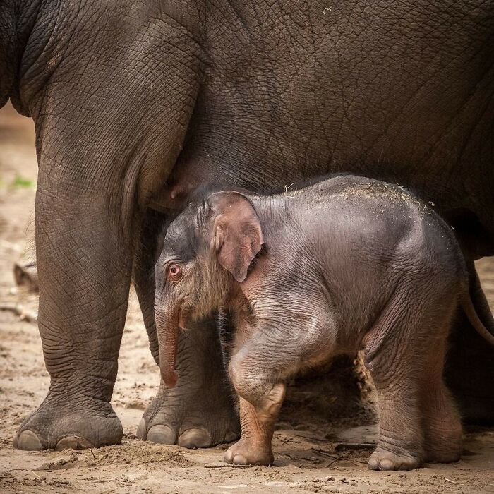 Baby Animals and Their Moms: Prepare for Maximum Cuteness Overload!
