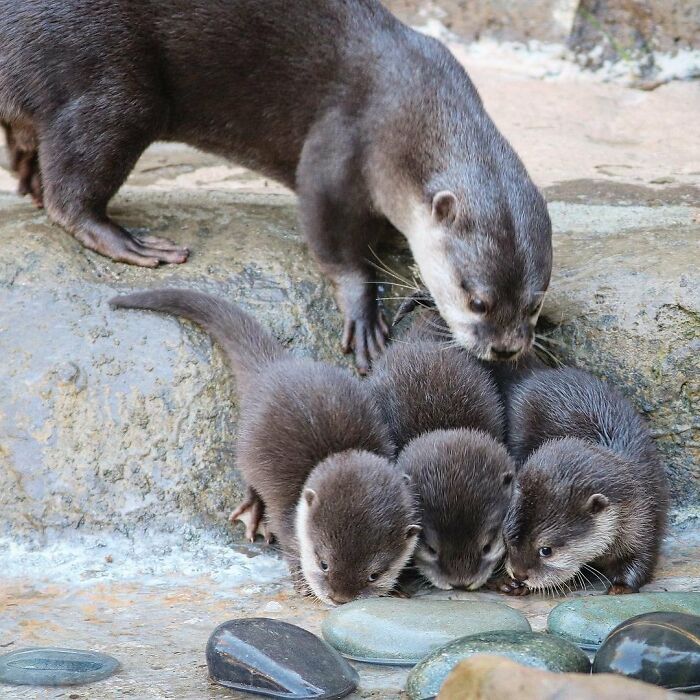 Baby Animals and Their Moms: Prepare for Maximum Cuteness Overload!