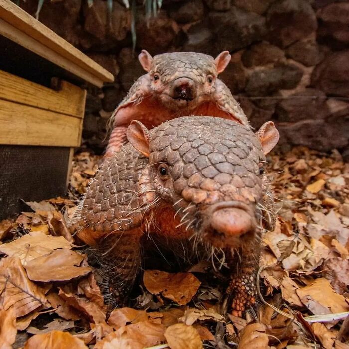 Baby Animals and Their Moms: Prepare for Maximum Cuteness Overload!