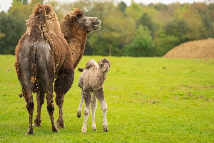 Baby Animals and Their Moms: Prepare for Maximum Cuteness Overload!