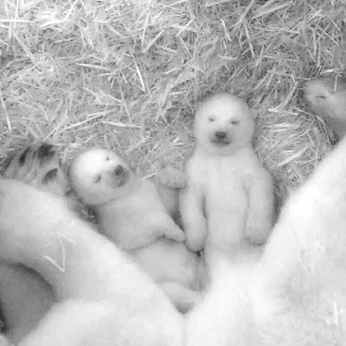 Baby Animals and Their Moms: Prepare for Maximum Cuteness Overload!
