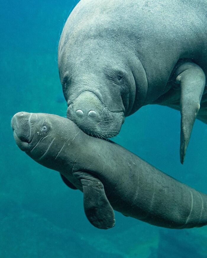Baby Animals and Their Moms: Prepare for Maximum Cuteness Overload!