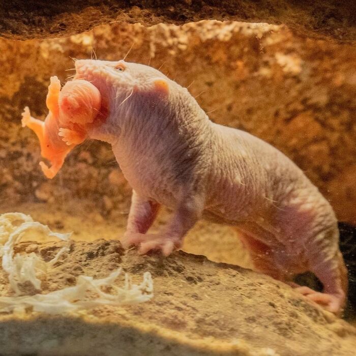 Baby Animals and Their Moms: Prepare for Maximum Cuteness Overload!