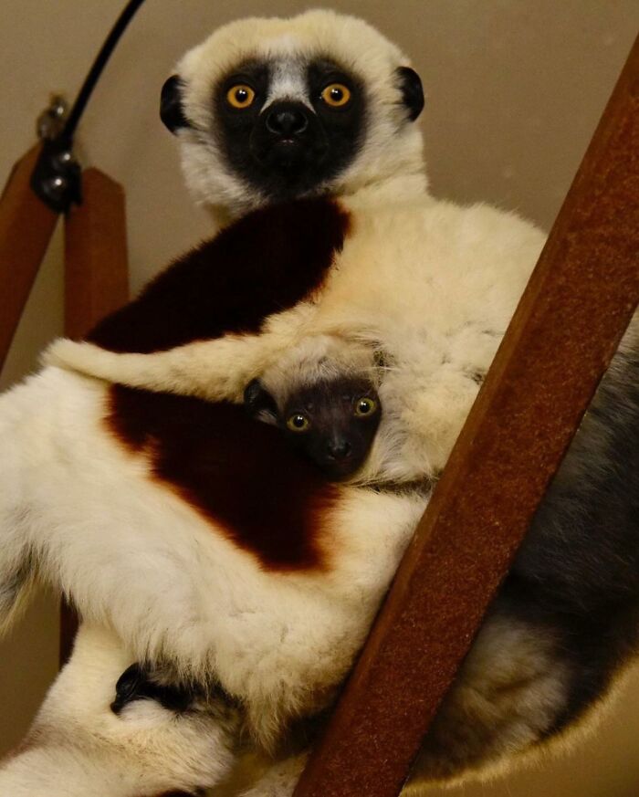 Baby Animals and Their Moms: Prepare for Maximum Cuteness Overload!