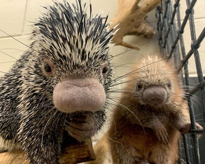 Baby Animals and Their Moms: Prepare for Maximum Cuteness Overload!