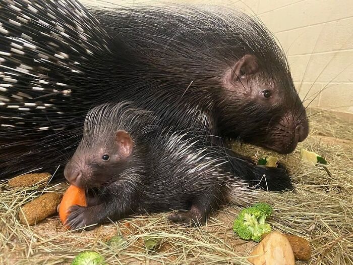 Baby Animals and Their Moms: Prepare for Maximum Cuteness Overload!