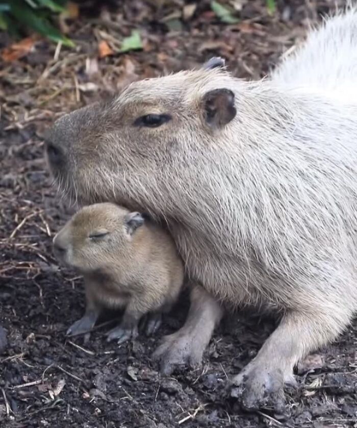 Baby Animals and Their Moms: Prepare for Maximum Cuteness Overload!